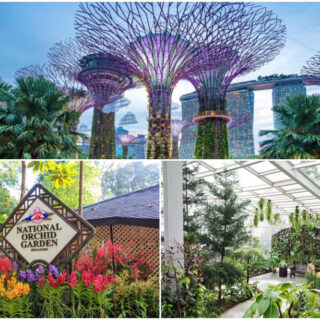 シンガポールの2大植物園「シンガポール植物園」と「ガーデンズ・バイ