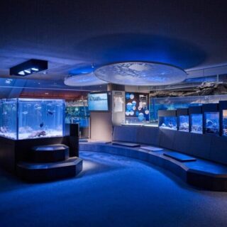 現貨SUMIDA 墨田水族館 すみだ水族館 (両国・東京スカイツリー(R)|動植物園・水族館) - LIVE