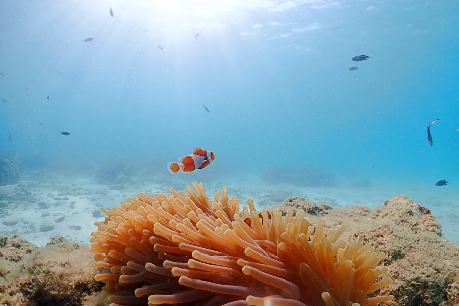 【タイ】チョンブリーの離島で熱帯魚と泳ごう！パタヤ出発シュノーケリングツアー体験レポ