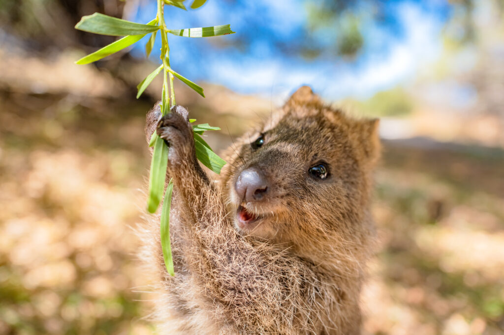 aus animal 17