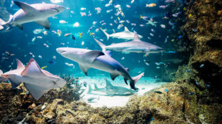 シーライフ・シドニー水族館 入場チケット