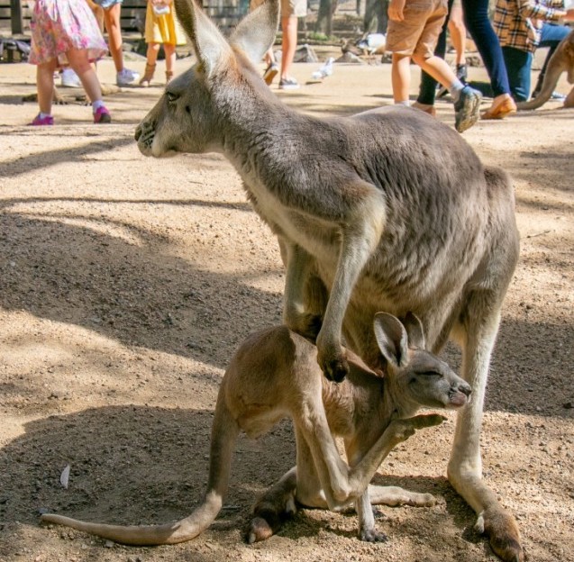 オーストラリア 動物