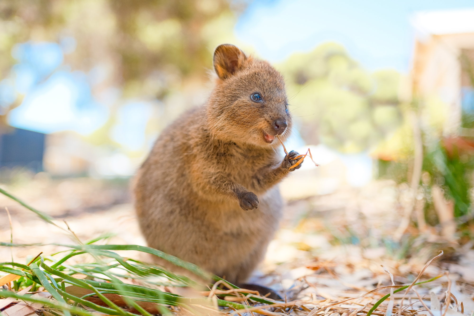 オーストラリア 動物