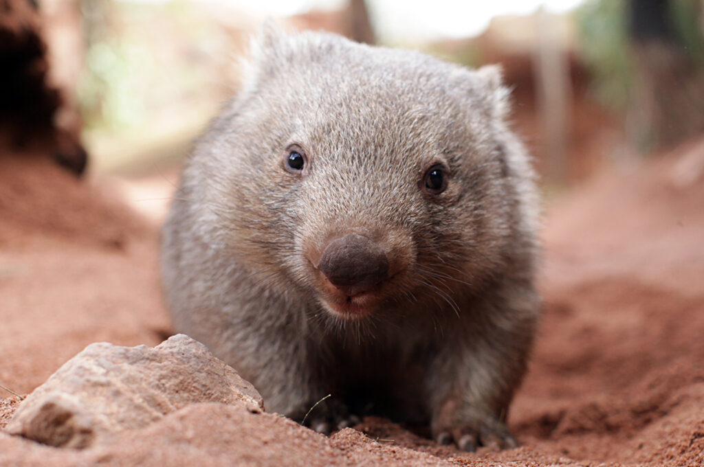 オーストラリア 動物