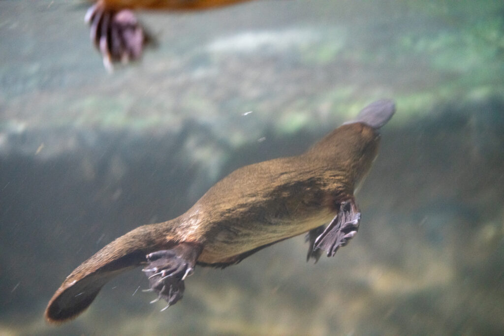 オーストラリア 動物