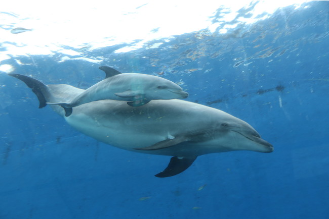 八景島シーパラダイス チケット 割引