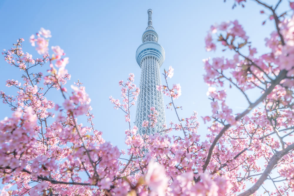 スカイツリー周辺観光スポット26選！ 日帰り・デートにおすすめ