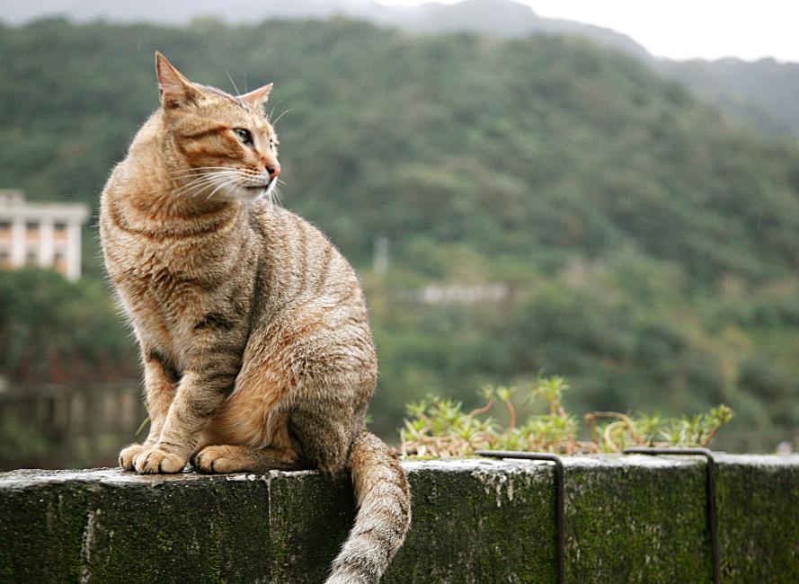 台湾の猫村を徹底ガイド｜行き方・滞在時間・九份への回り方も紹介