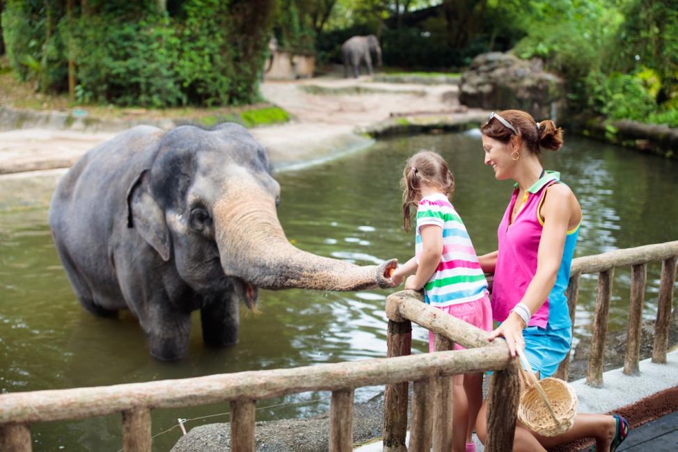 2025】シンガポール5大動物園の見どころは？魅力＆チケット情報を解説！