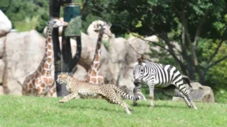 よこはま動物園ズーラシア 入園チケット