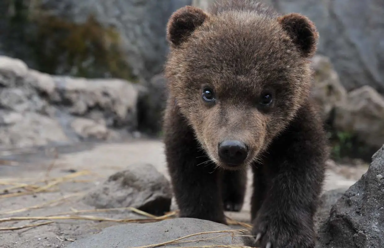 のぼりべつクマ牧場の割引情報！所要時間やアクセスなども紹介