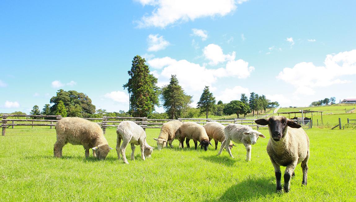 マザー牧場は雨でも楽しめる？雨の日のメリットやおすすめの回り方を解説