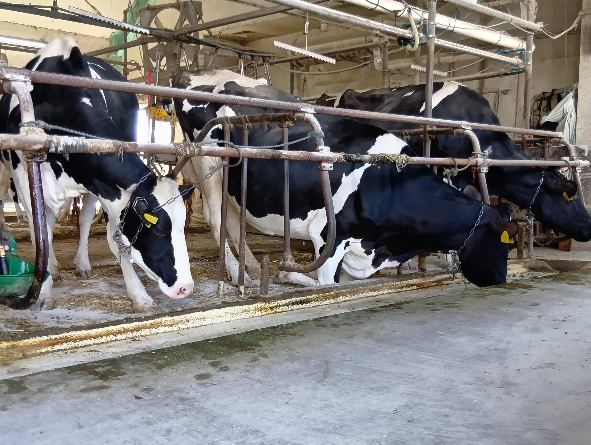 マザー牧場周辺の人気観光スポット10選！グルメや絶景スポットも紹介