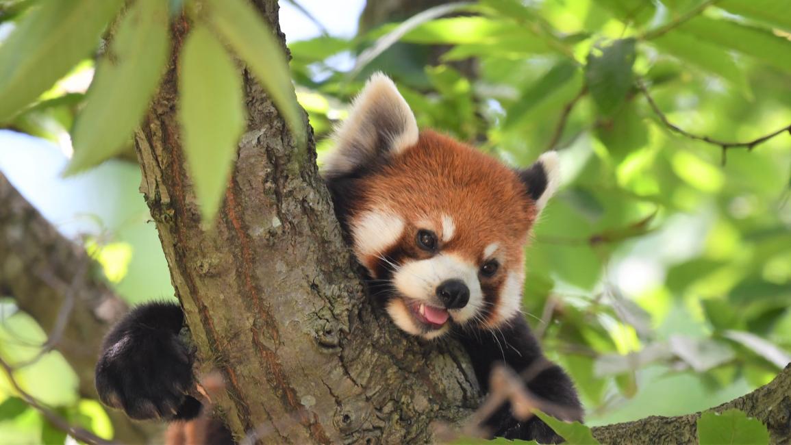 ズーラシアのレストランは4つ！おすすめのメニューや値段も紹介