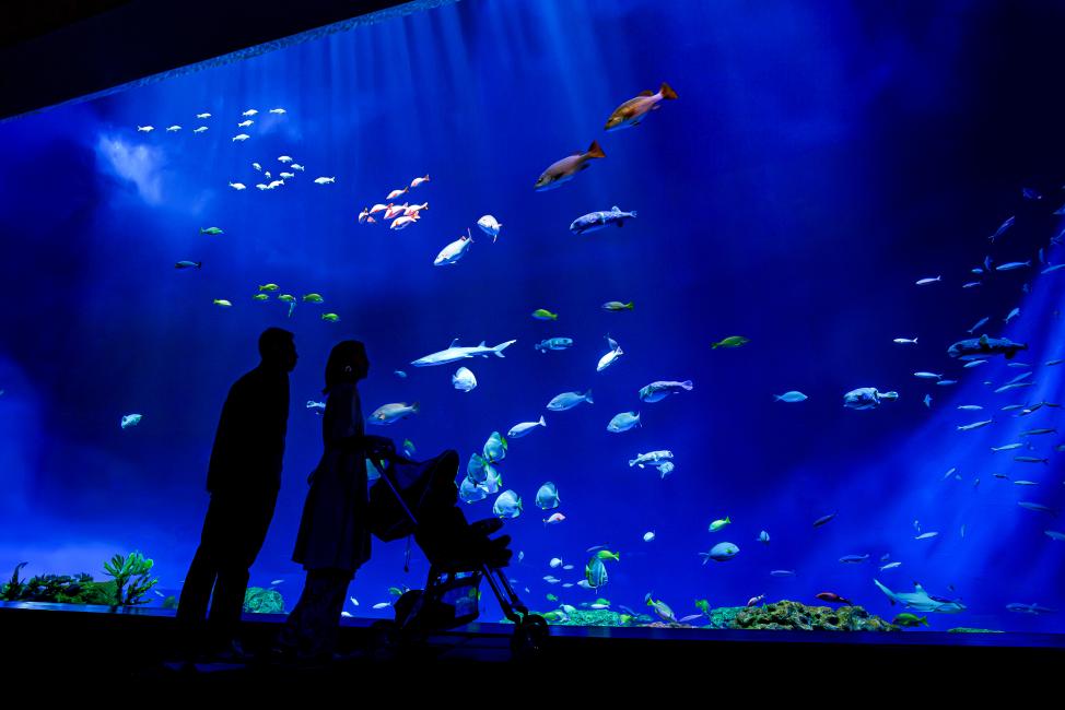 沖縄の新しい水族館「DMMかりゆし水族館」を徹底解説！料金・アクセス情報・見どころまで紹介