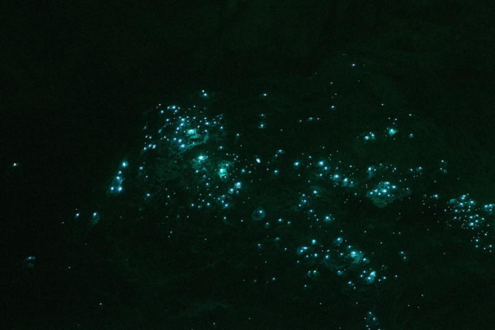 土ボタルをオーストラリアで見よう！おすすめツアー・見頃や注意点も紹介