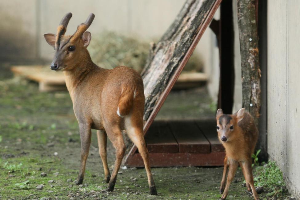 旭山動物園のランチで人気のレストラン6選！おすすめ料理も紹介