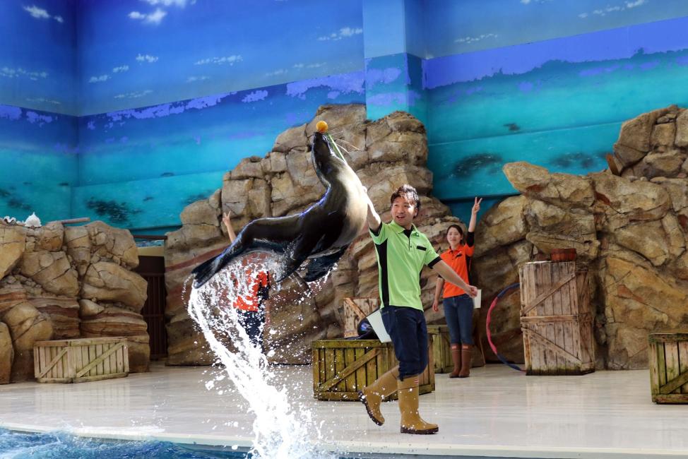 鳥羽水族館の人気ショー4選！見どころやスケジュールも解説