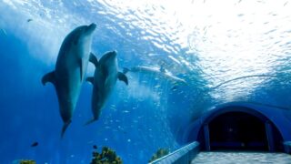 【2025】八景島シーパラダイスのチケット割引8選|最大2,000円お得な情報も紹介