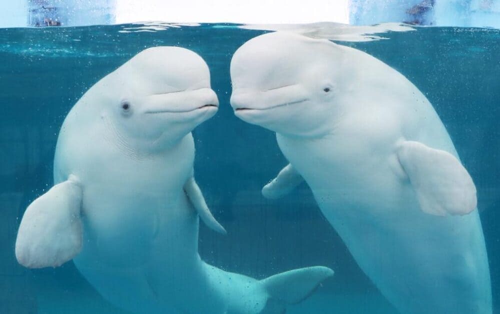 八景島シーパラダイス チケット 割引