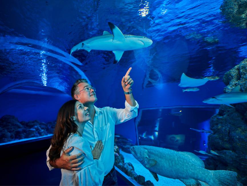 【2025】ケアンズ水族館を完全ガイド！お得なチケットや楽しむコツを解説