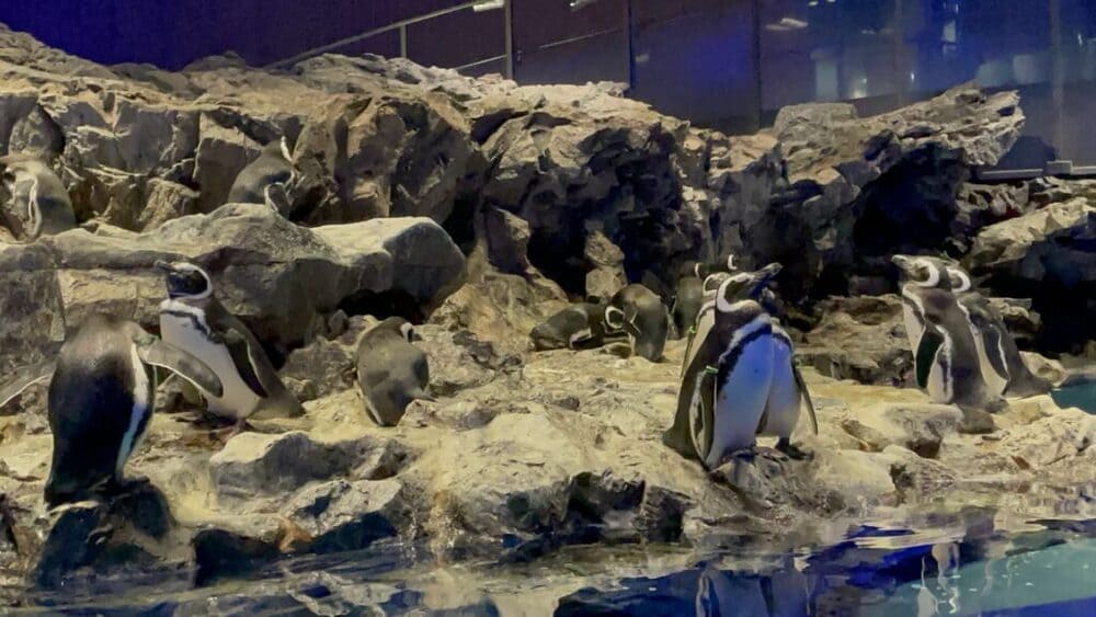 すみだ水族館の年間パスポートとは？値段と特典を詳しく解説
