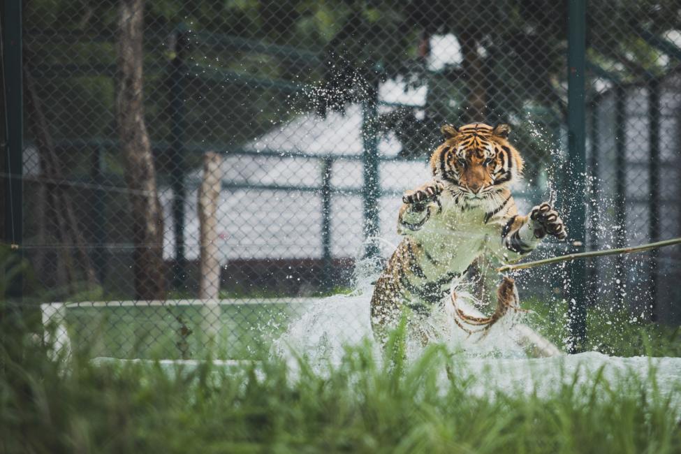 タイガーキングダム
