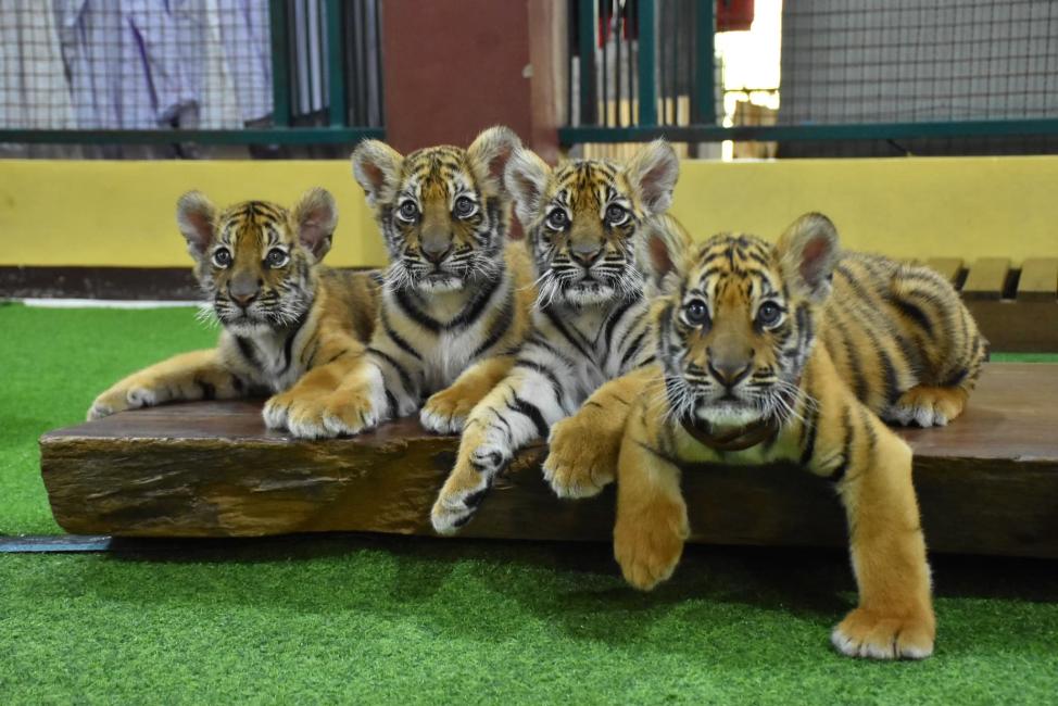 タイガーキングダム