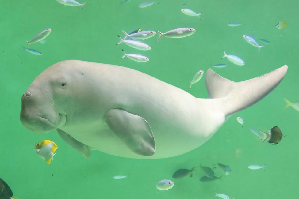 鳥羽水族館のジュゴン・セレナちゃんを徹底解説｜マナティとの違いやお土産5選も紹介