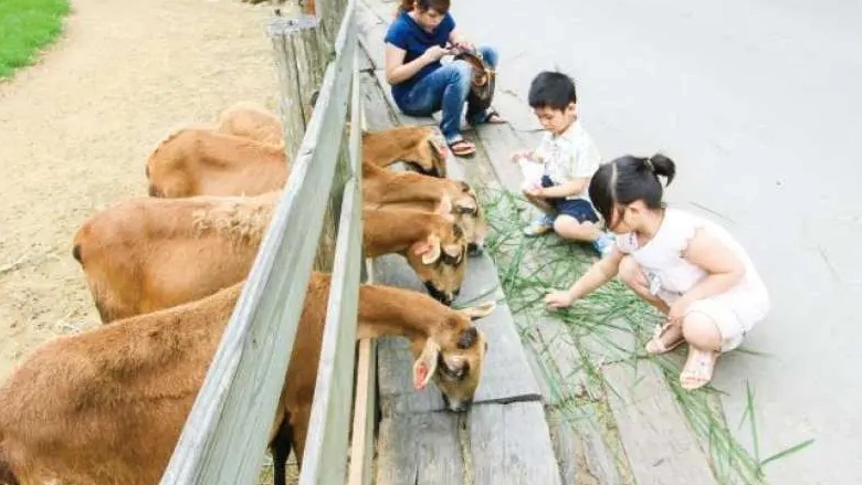 苗栗の人気農場3選！家族で楽しめる体験スポットを厳選紹介