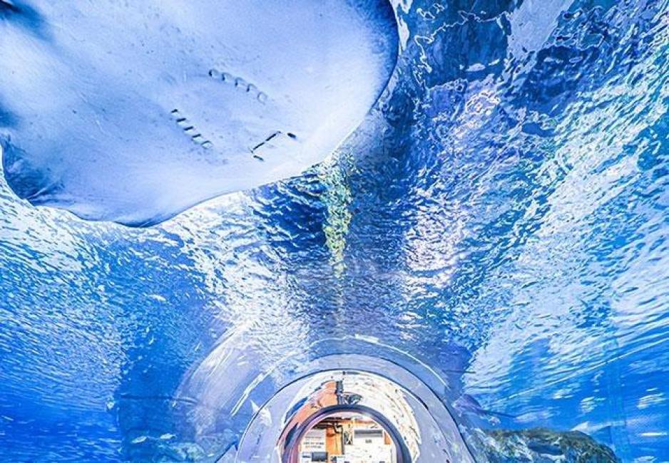 韓国の水族館おすすめ7選！ソウル・釜山・済州島を地域別に徹底ガイド