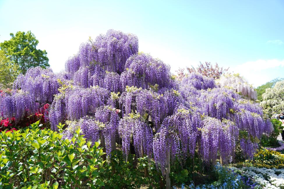 あしかがフラワーパークへのアクセス方法は？季節ごとの魅力も紹介