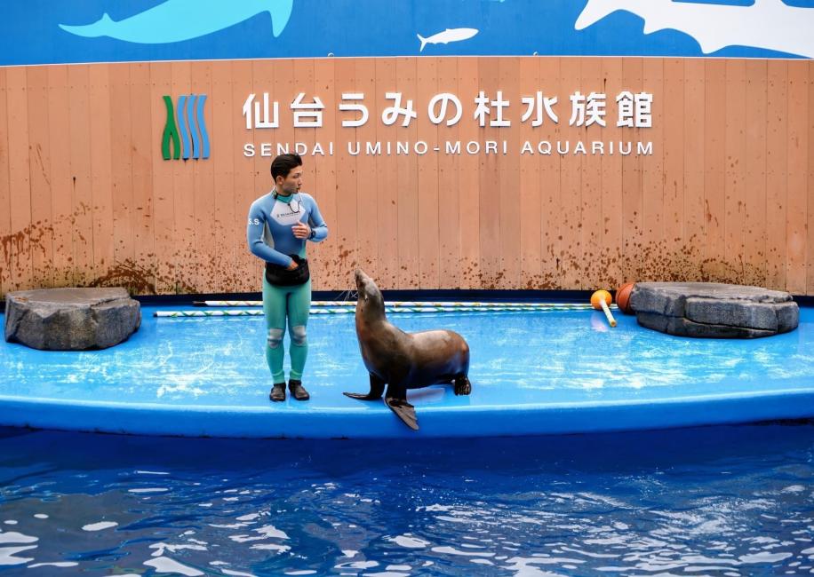 【2025年】仙台うみの杜水族館へのアクセスガイド！電車・車・バスでの行き方を解説