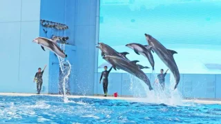 横浜八景島シーパラダイスを完全ガイド!料金・混雑予想・天気別モデルコースまで