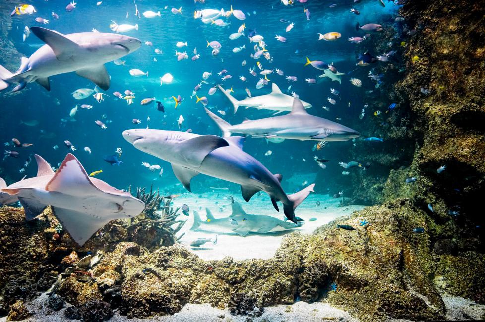【2025】シーライフ・シドニー水族館を徹底解説！見どころやチケット情報も紹介
