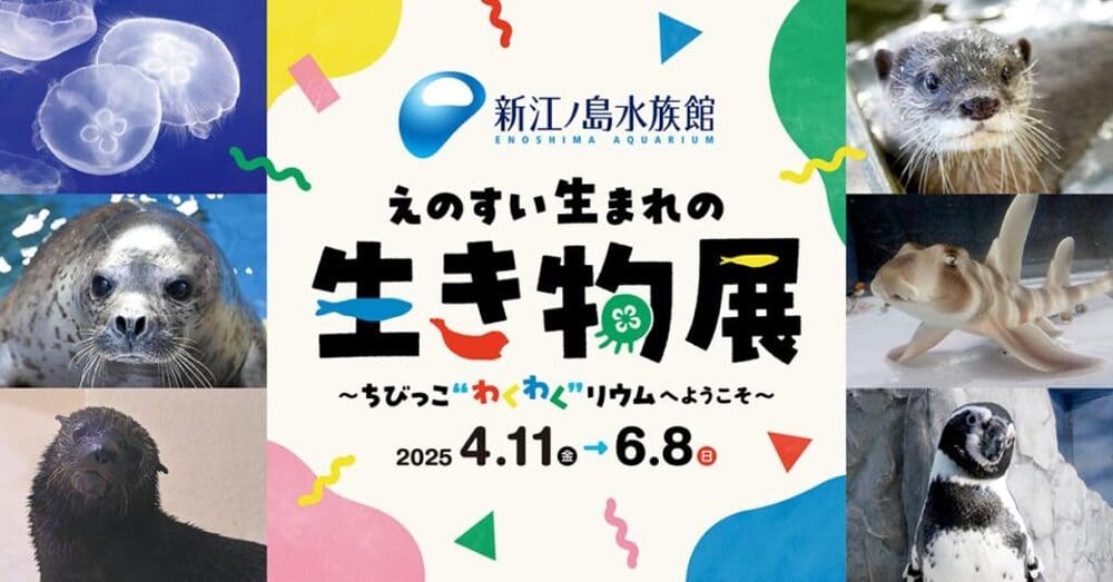 新江ノ島水族館のチケットは当日買える？Web・現地・コンビニでの購入