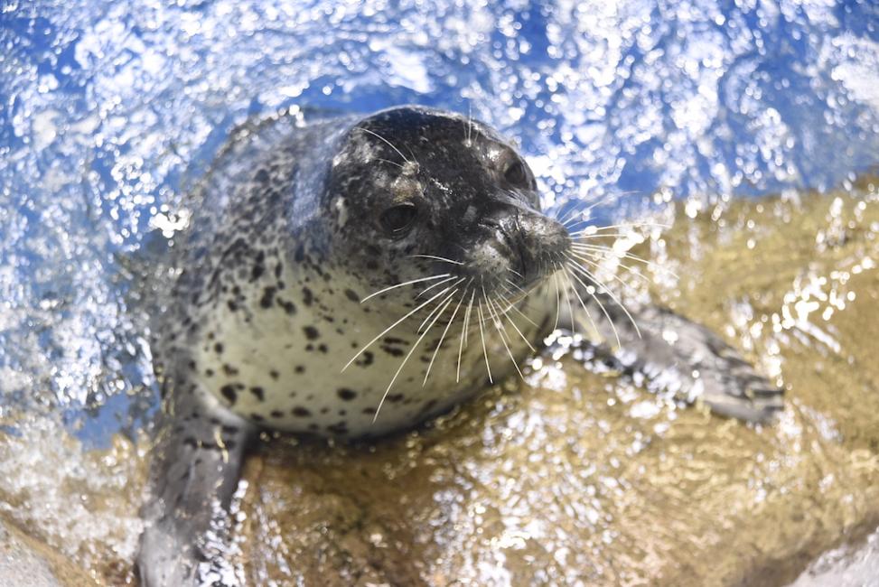 新江ノ島水族館の所要時間は約1〜3時間！混雑ピーク・回り方のコツを徹底解説