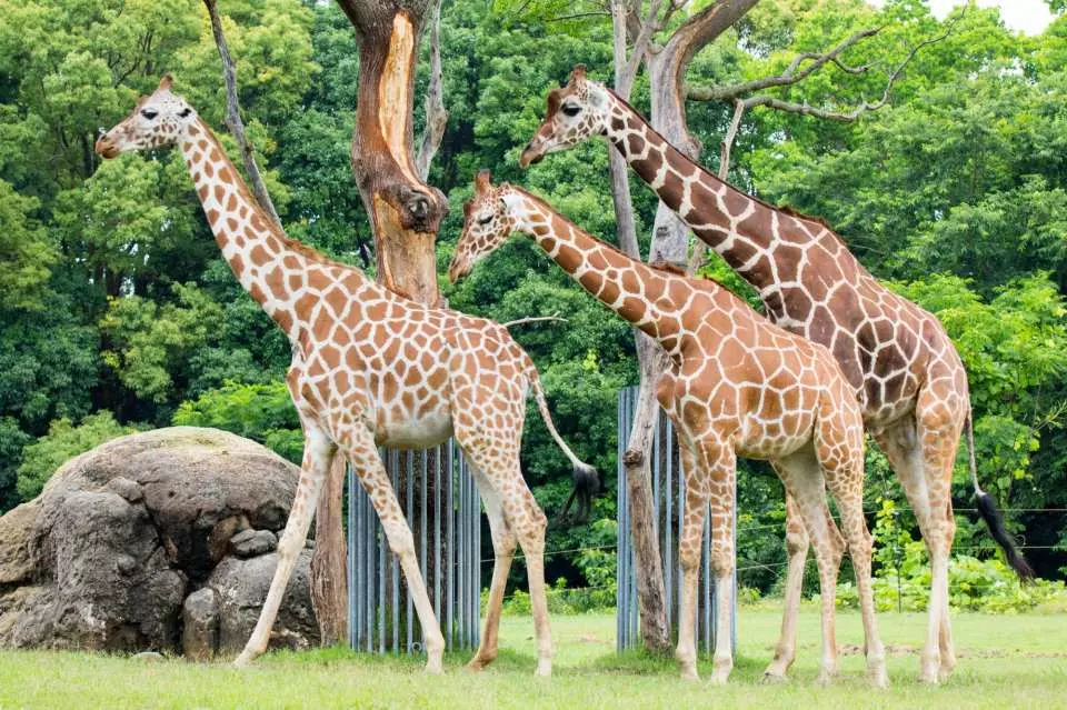 「のんほいパーク（豊橋総合動植物公園）」の所要時間は？見どころも一緒に徹底解説！