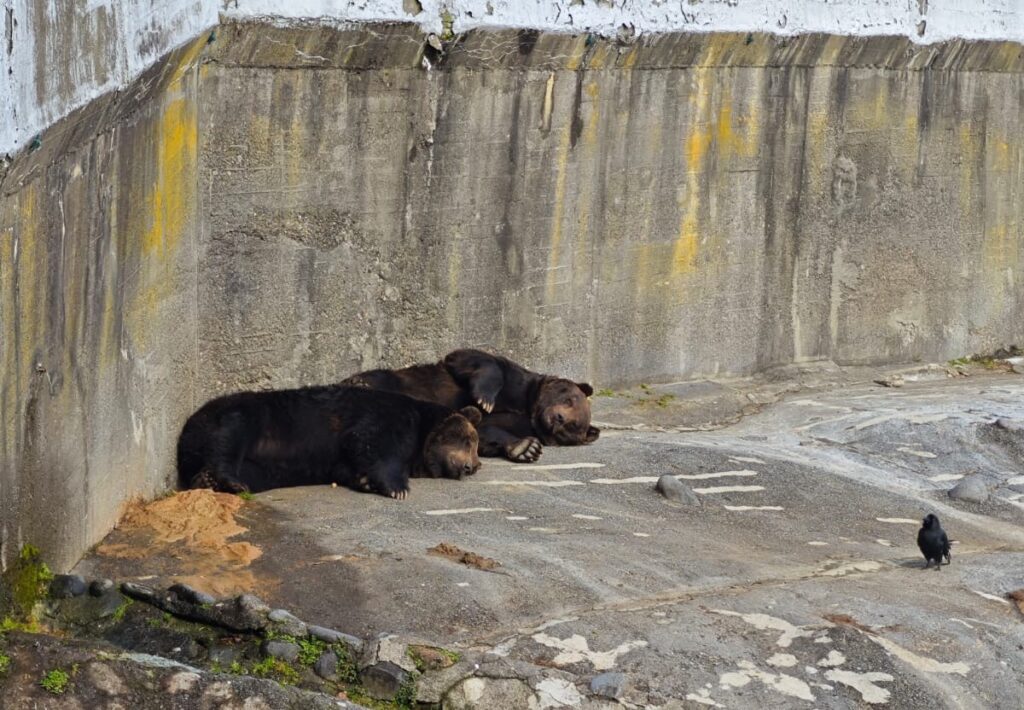 のぼりべつクマ牧場の割引情報！所要時間やアクセスなども紹介