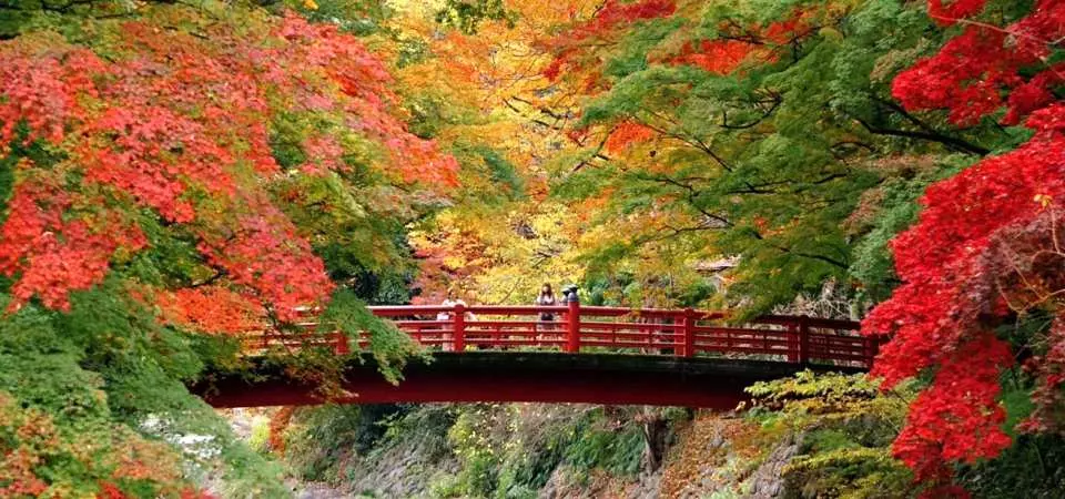 【2025】修善寺の紅葉スポットまとめ6選｜見頃・ライトアップ情報も紹介