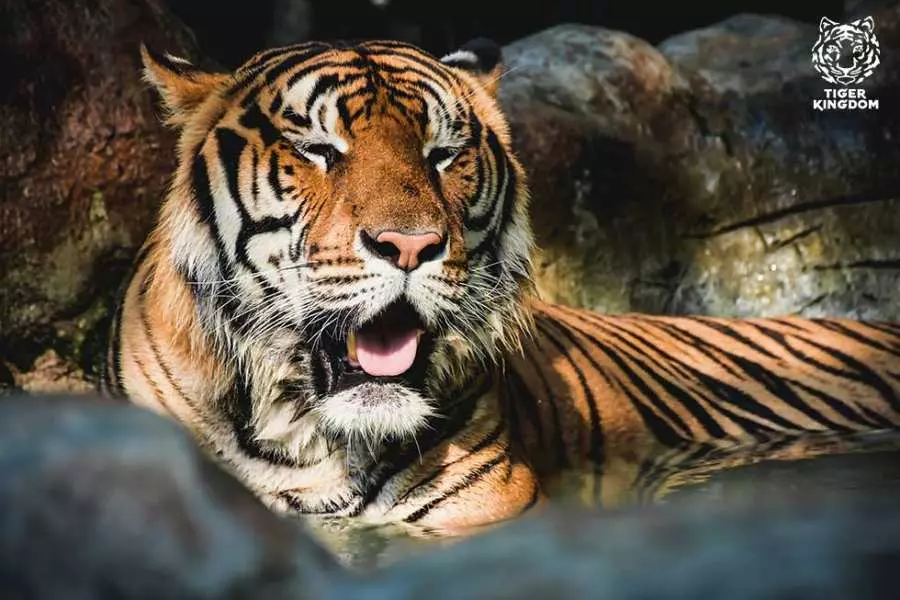 タイガーキングダム