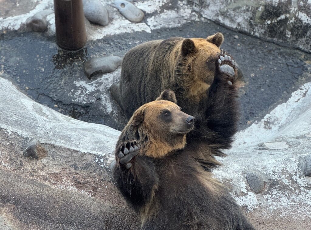 のぼりべつクマ牧場の割引情報！所要時間やアクセスなども紹介