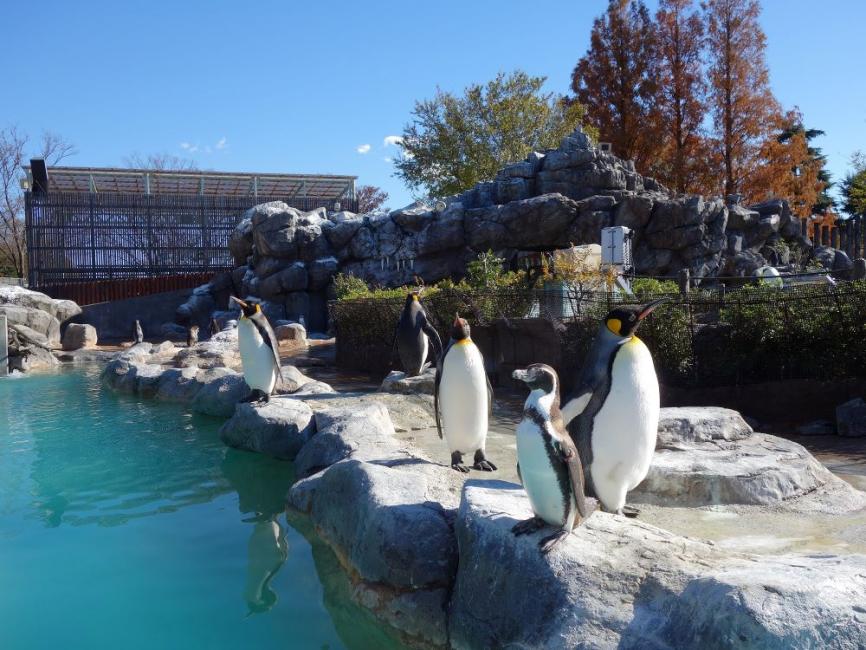東武動物公園へのアクセス方法は？最寄駅や電車での行き方も解説