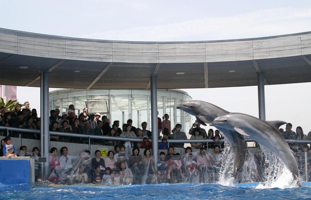 うみたまご水族館まとめ！  料金・チケット情報やイルカ・セイウチのショーまで解説