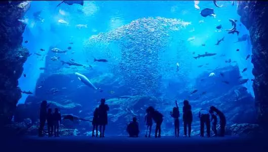 仙台うみの杜水族館の割引情報！コンビニ前売り券や他の割引チケットを紹介