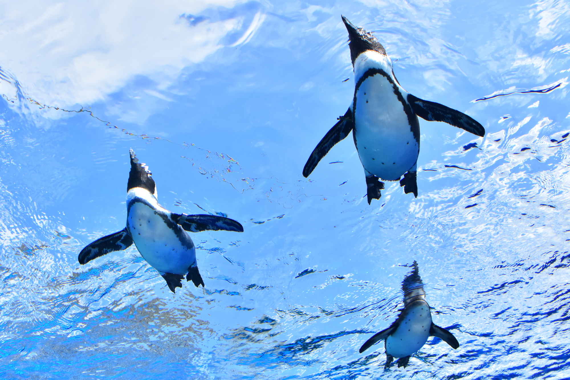 サンシャイン水族館の割引情報を解説！学生向けのサービスも充実