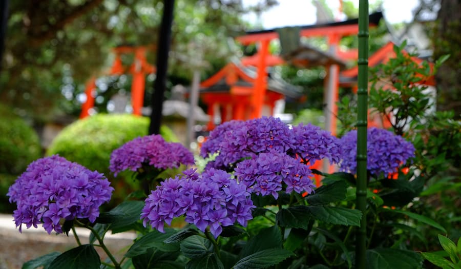 鎌倉の紫陽花のおすすめスポット10選！見頃や時期、名所を紹介