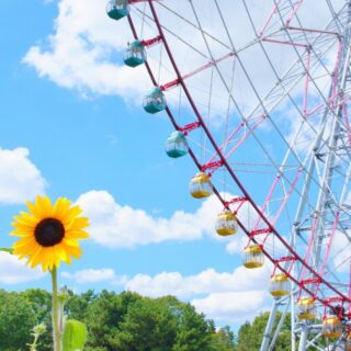2025】葛西臨海公園のひまわりはいつまで？見頃や撮影スポットを解説