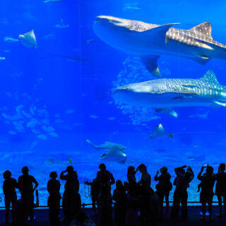美ら海水族館チケット３枚セット 美ら海水族館 入場券 チケット 大人3枚｜Yahoo!フリマ（旧PayPayフリマ）