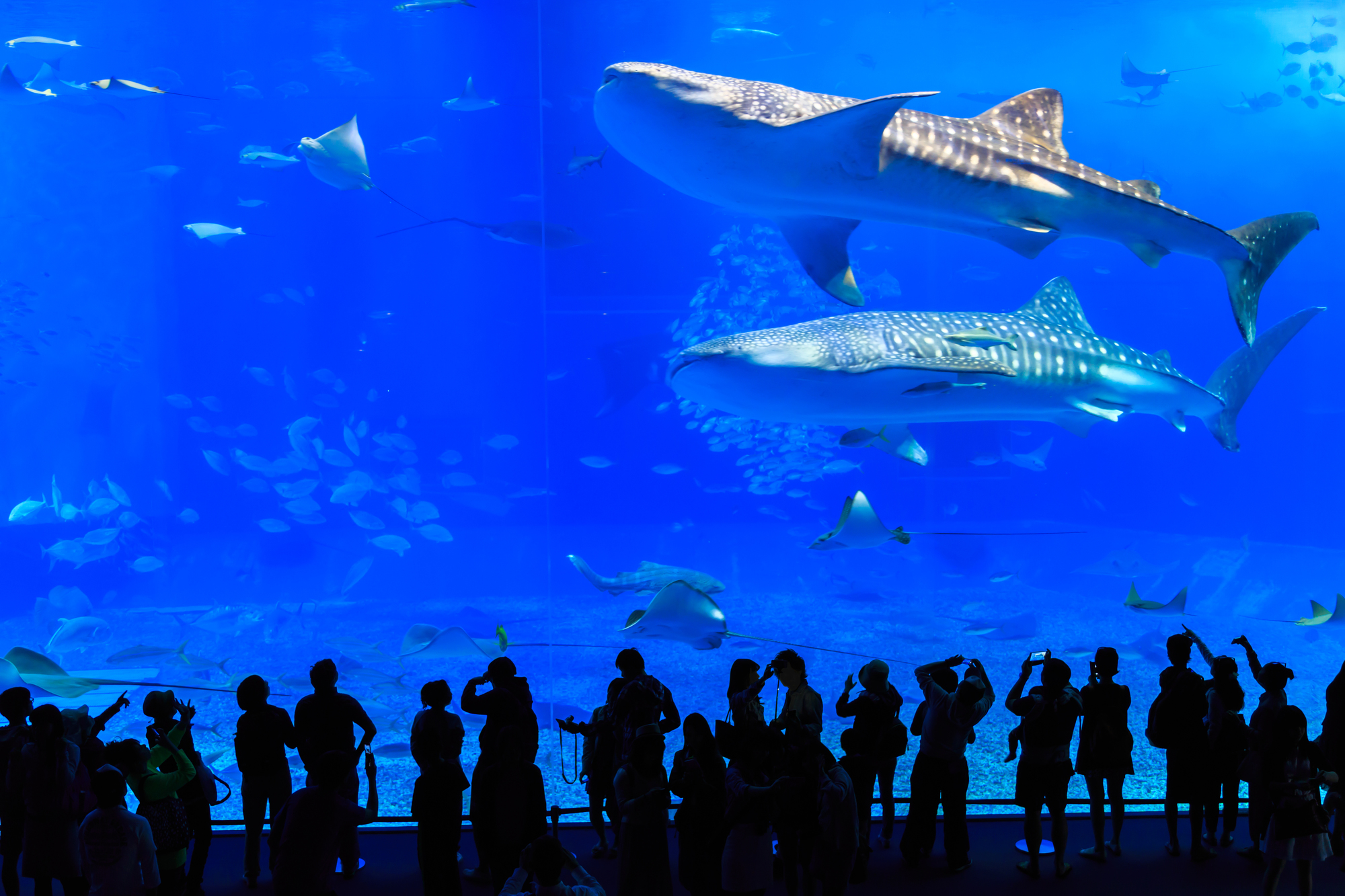 沖縄美ら海水族館の割引情報を解説！お得なチケットと見どころも紹介
